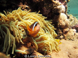 Anemonefish in a fluorescent yellow anemone by Laura Dinraths 